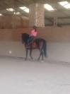 Pure race espagnole 