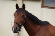 Cheval de loisirs 