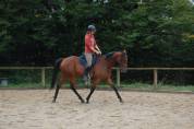 Cheval de loisirs 