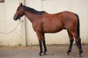 Cheval de loisirs 