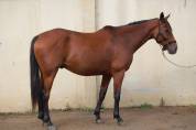 Cheval de loisirs 