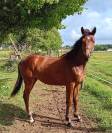 POULAIN MALE DE 1 AN