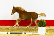 Yearling Z à vendre