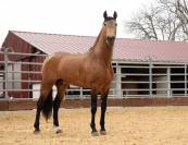 Caballo castrado PRE Pura Raza Española En venta 2015 Isabelo