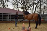 Caballo castrado PRE Pura Raza Española En venta 2015 Isabelo