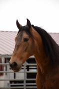 Caballo castrado PRE Pura Raza Española En venta 2015 Isabelo