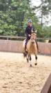 Caballo castrado PRE Pura Raza Española En venta 2015 Isabelo