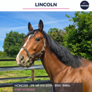 Caballo castrado Pura Sangre En venta 2019 Bayo por ULYSSES