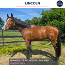 Caballo castrado Pura Sangre En venta 2019 Bayo por ULYSSES