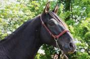 Caballo entero PRE Pura Raza Española En venta 2022 Negro por SENI URANIO