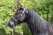 Caballo entero PRE Pura Raza Española En venta 2022 Negro por SENI URANIO