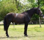 Caballo entero PRE Pura Raza Española En venta 2022 Negro por SENI URANIO