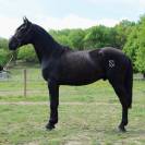 Caballo entero PRE Pura Raza Española En venta 2022 Negro por SENI URANIO