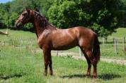 Caballo entero PRE Pura Raza Española En venta 2022 Alazán por CAPRICHOSO MANGO