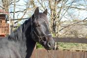 	 MISTRAL, un poulain tout en finesse