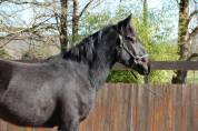 	 MISTRAL, un poulain tout en finesse