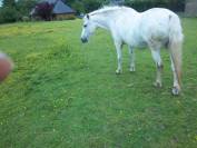 cause retraite vends  double poney