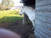 cause retraite vends  double poney