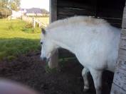 cause retraite vends  double poney