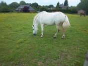 cause retraite vends  double poney