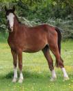 Entire French Saddle Pony For sale 2023 Bay