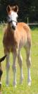 Entire French Saddle Pony For sale 2023 Bay