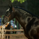 JANGO NP - PRE Puur Ras Spaans 2019 ,  INTIMO SALVATELLA