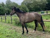 Jument 4 ans gros moyens