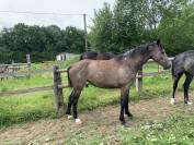 Jument 4 ans gros moyens