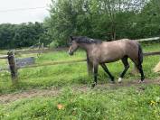 Jument 4 ans gros moyens