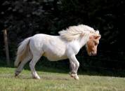 Poulain shetland pie palomino 