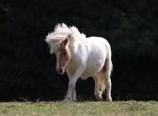 Poulain shetland pie palomino 