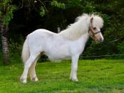 Poulain shetland pie palomino 