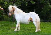 Poulain shetland pie palomino 