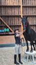 Jazzy, jument Mérens – 6 ans – élégante, douce et sûre