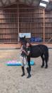 Jazzy, jument Mérens – 6 ans – élégante, douce et sûre