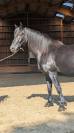 Jazzy, jument Mérens – 6 ans – élégante, douce et sûre