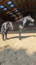 Jazzy, jument Mérens – 6 ans – élégante, douce et sûre