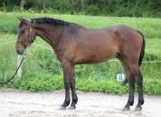 superbe hongre 4ans 