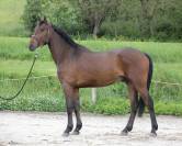 superbe hongre 4ans 