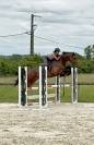 superbe hongre 4ans 