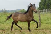 Plusieurs poulains PRE disponibles 