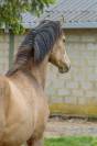 Plusieurs poulains PRE disponibles 