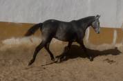 Potro cruzado