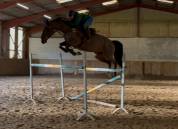 Hongre 7 ans 167cm CSO