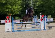 Hongre 7 ans 167cm CSO