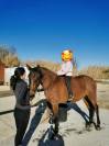 Hongre 4 ans Dressage/Loisir
