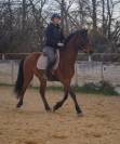Hongre 4 ans Dressage/Loisir