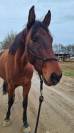 Hongre 4 ans Dressage/Loisir