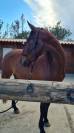 Hongre 4 ans Dressage/Loisir